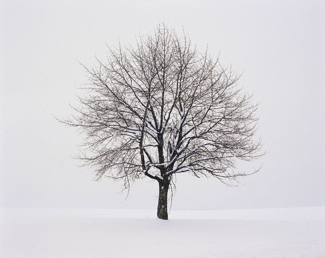 Snow covered apple tree