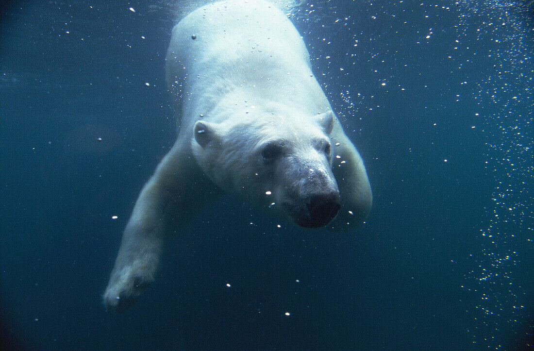 Polar Bear (Ursus maritimus) under water