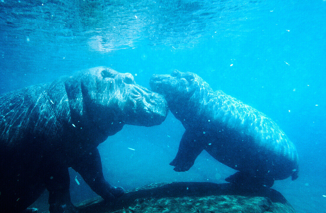 Hippopotamus, mother and calf (Hippopotamus amphibius)