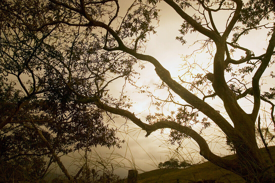 Landscape, Costa Rica, La Fortuna, Volcan Arenal, tree, sunset