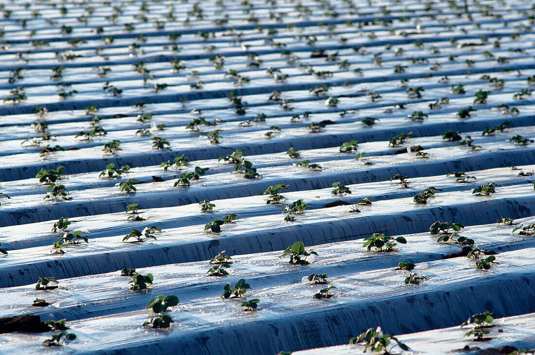 Strawberry fields