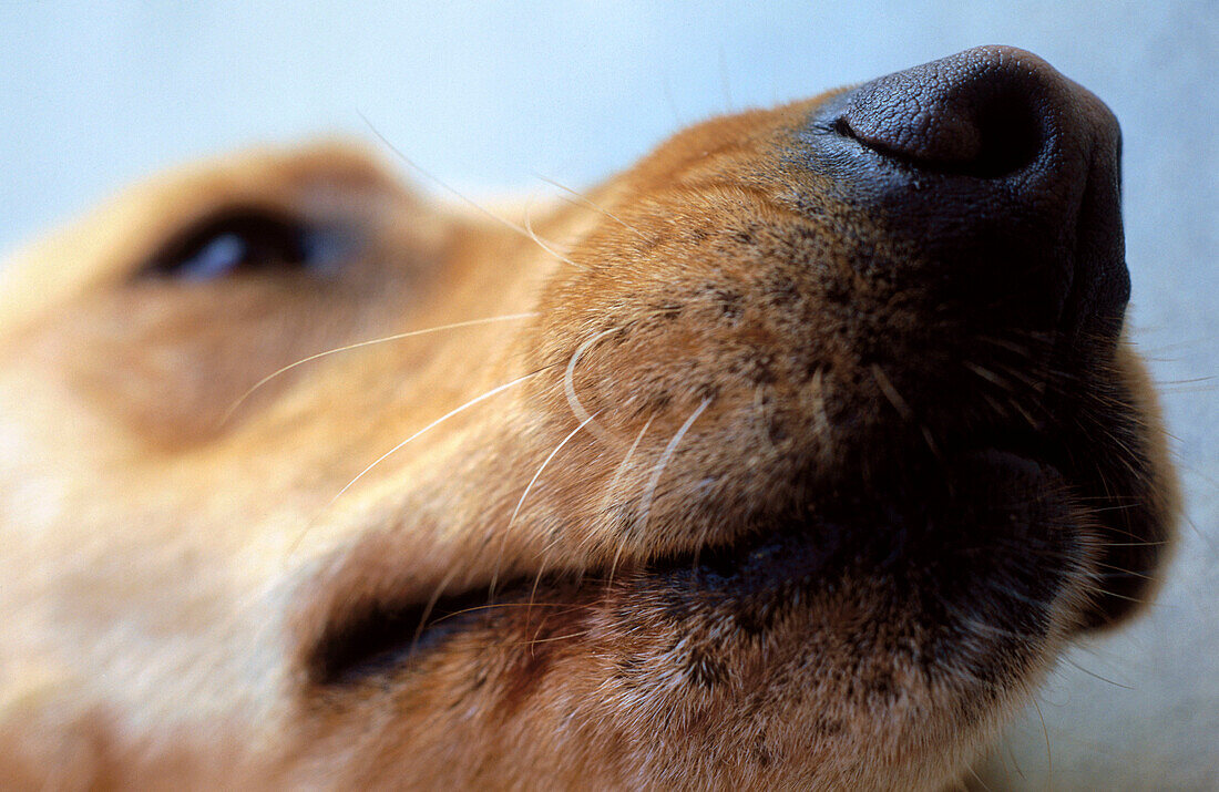 pet golden labrador