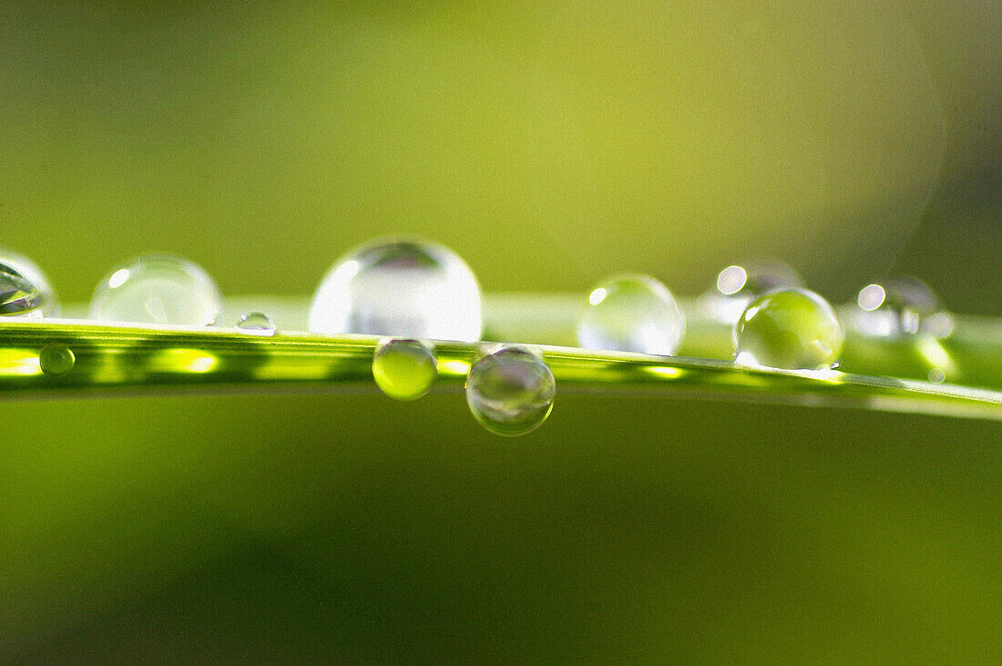 dew droplets