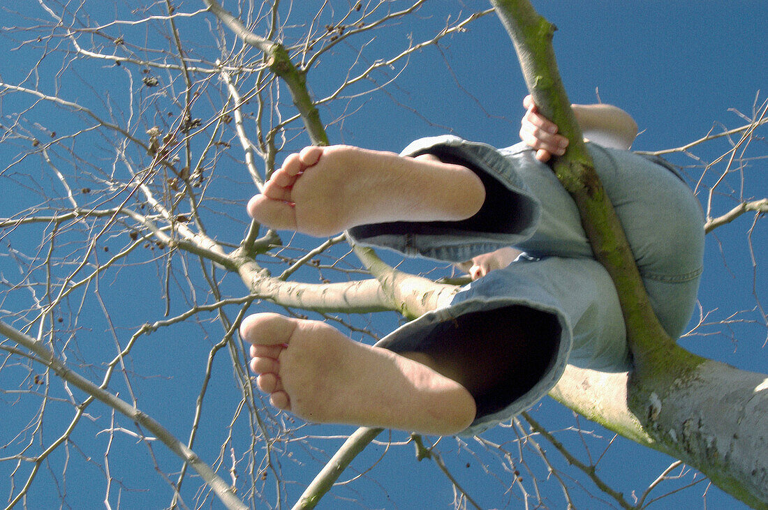 child in tree