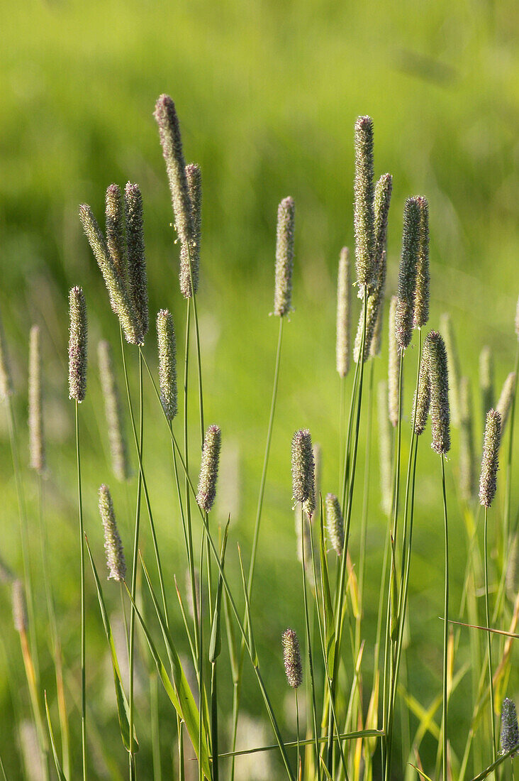 wild grass