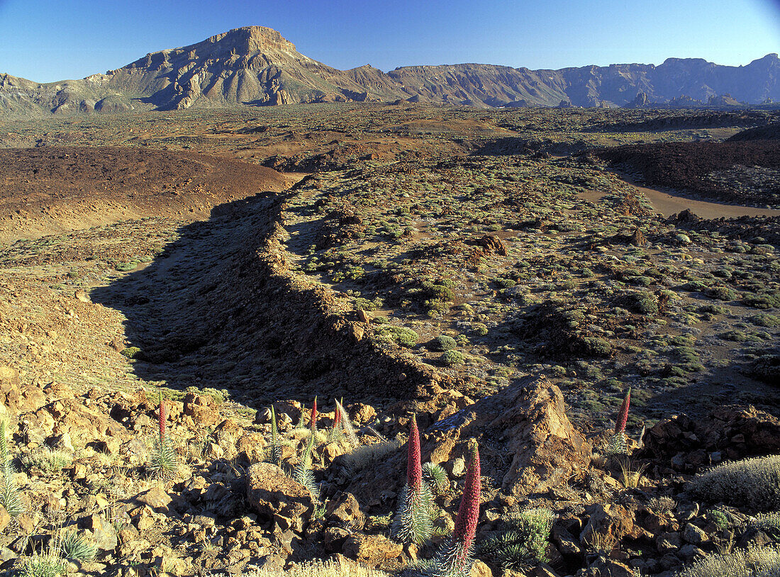 Red Tajinaste (Echium wildpretii). Teide National Park. Tenerife. Canary Islands. Spain