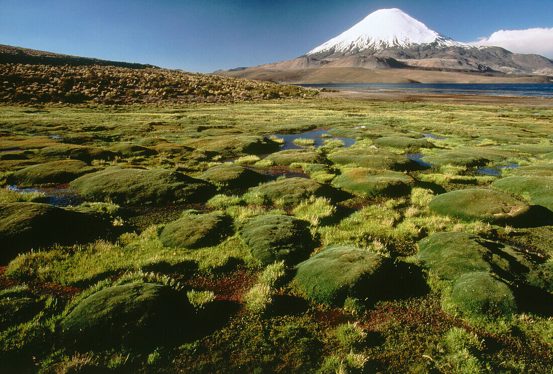 Bofedal (typical bogs of the Altiplano) and Parinacota Volcano. Lauca National Park. Chile