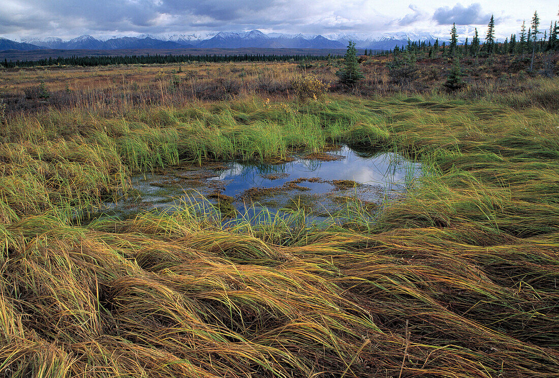 Tundra. Denali National Park. Alaska. USA