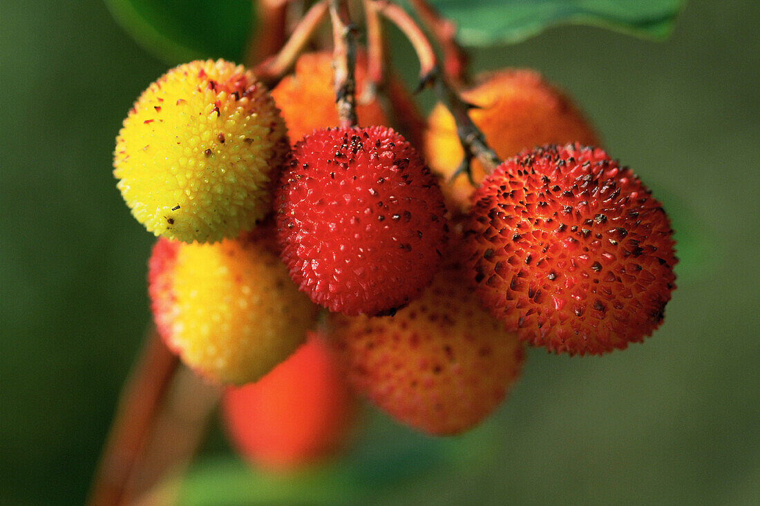 Strawberry tree (Arbutus unedo)