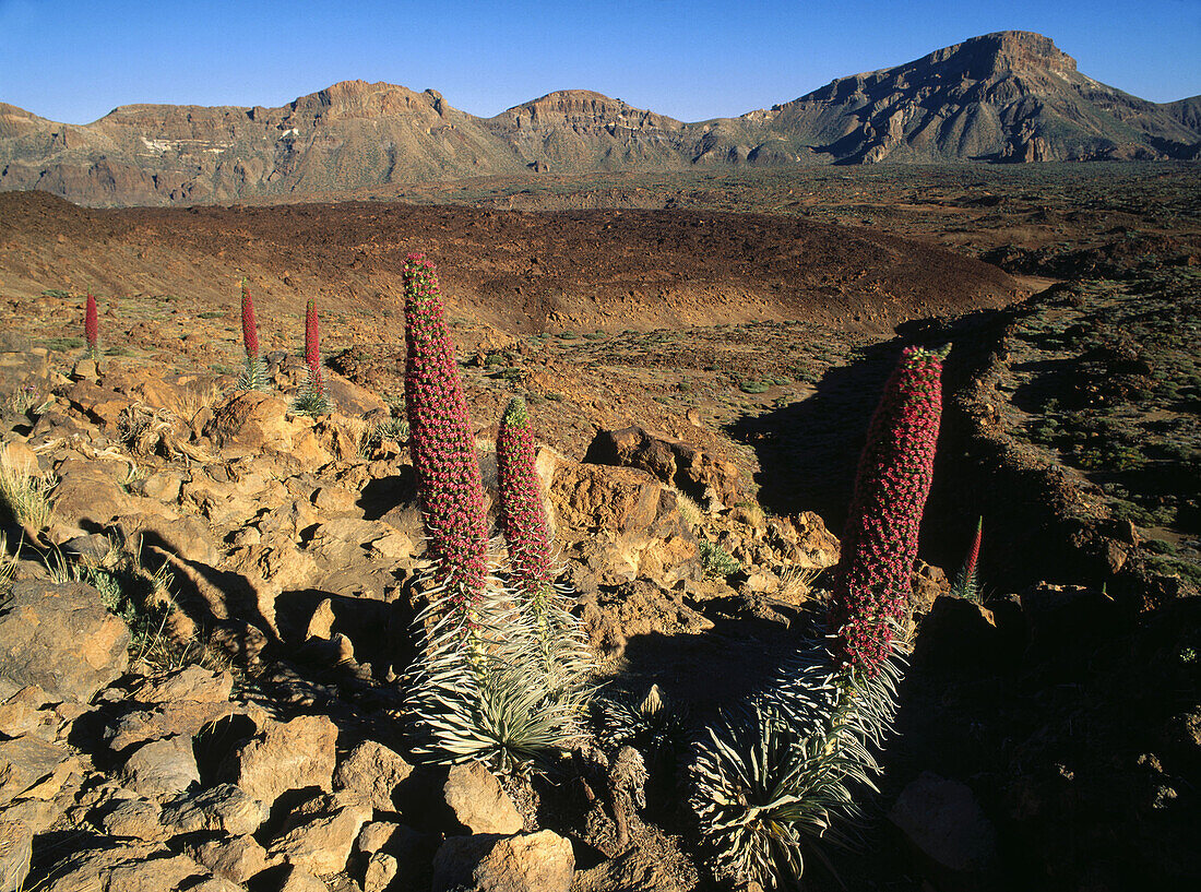 Guajara. Las Cañadas del Teide National Park. Tenerife Island. Canary Islands, Spain