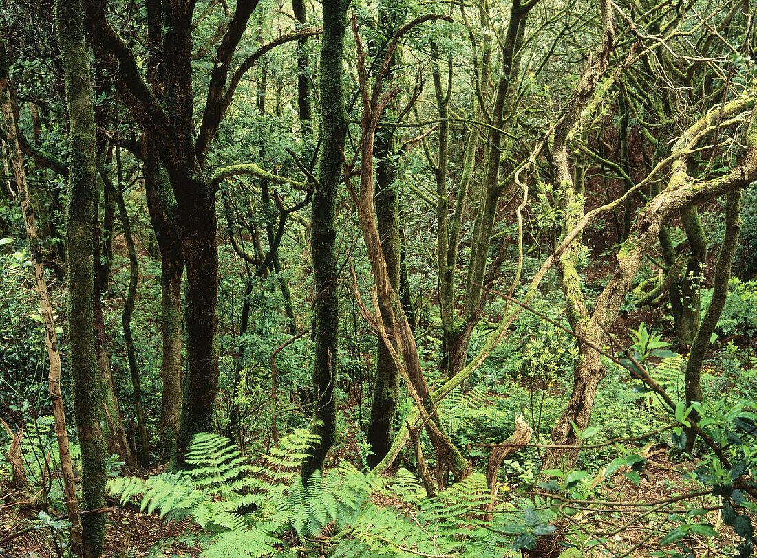 Laurisilva forest, Anaga range. Tenerife, Canary Islands, Spain