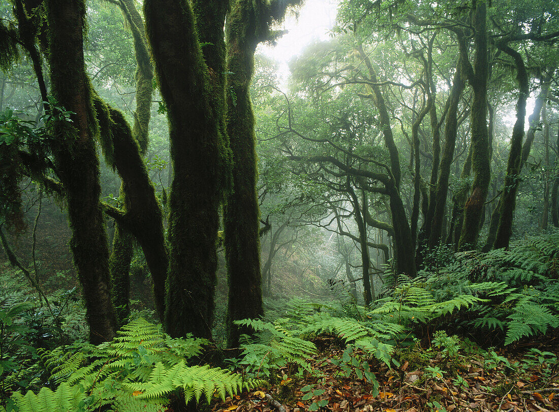 Laurisilva forest, Anaga range. Tenerife, Canary Islands, Spain