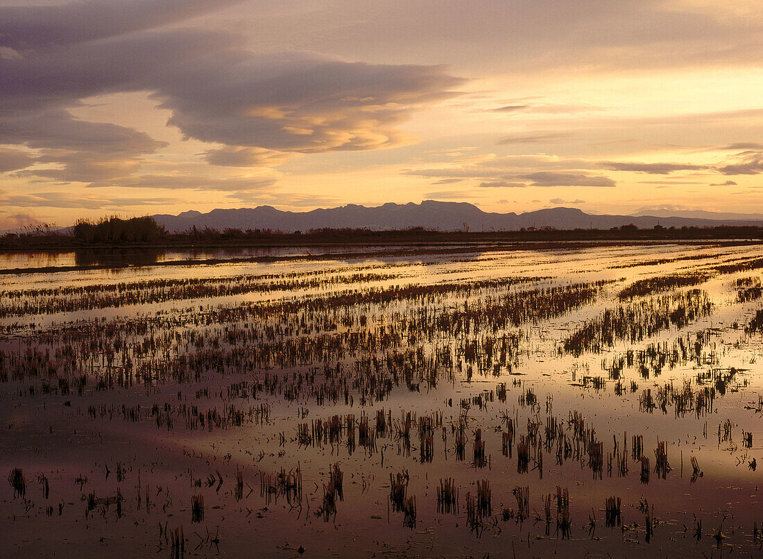 Rice field in La Albufera. Valencia province. Spain
