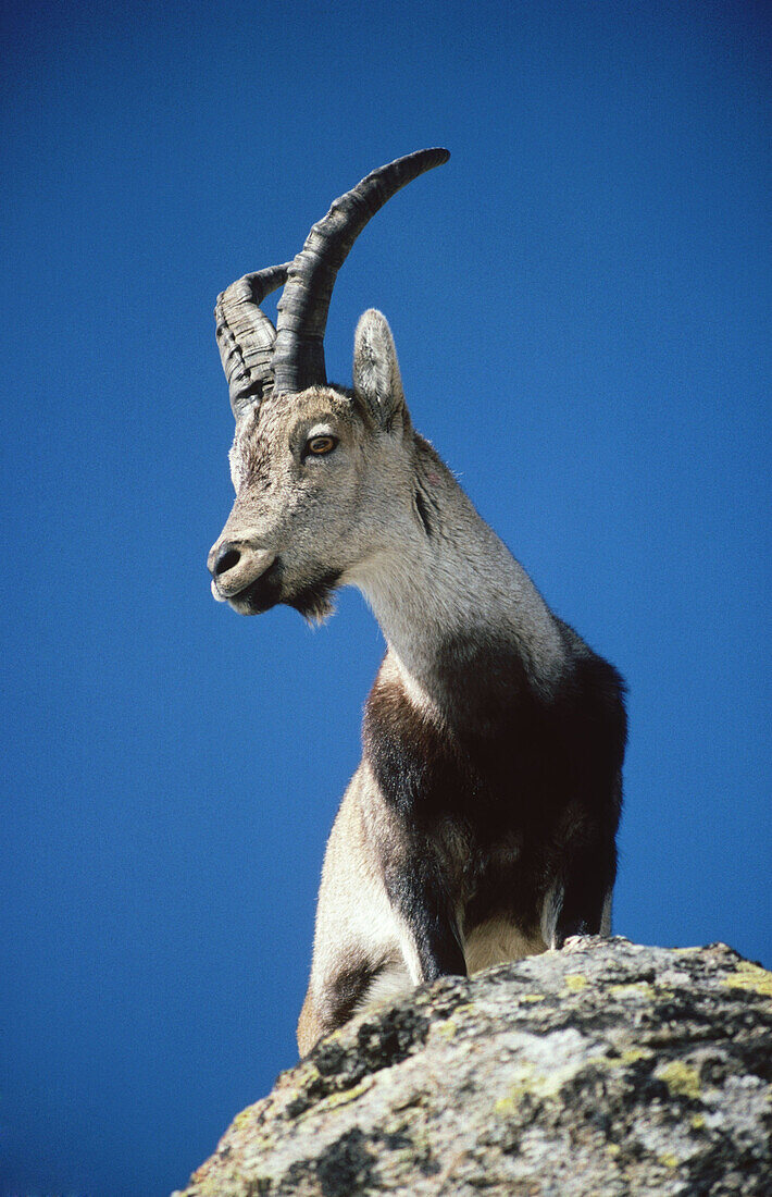 Spanish Ibex (Capra pyrenaica)