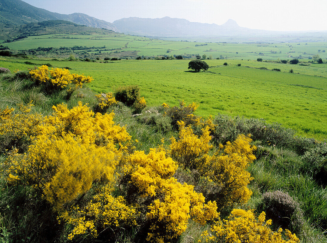 Gorses (Ulex sp.). El Villar. Sierra de Cantabria. Alava province. Basque Country. Spain