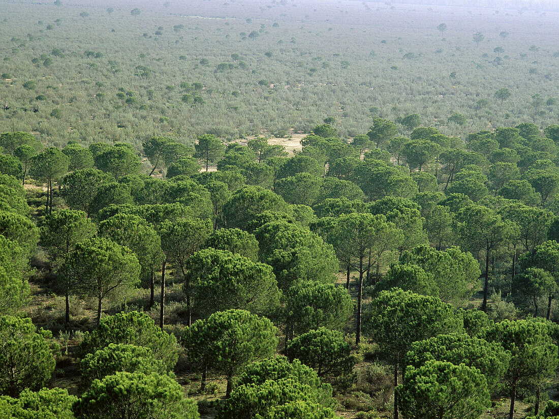Stone pine (Pinus pinea) forest. Doñana National Park. Huelva province. Andalucia. Spain