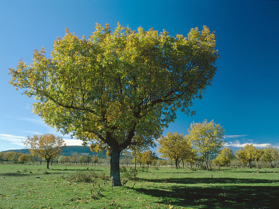 Oaks in Cerceda. Madrid province, Spain