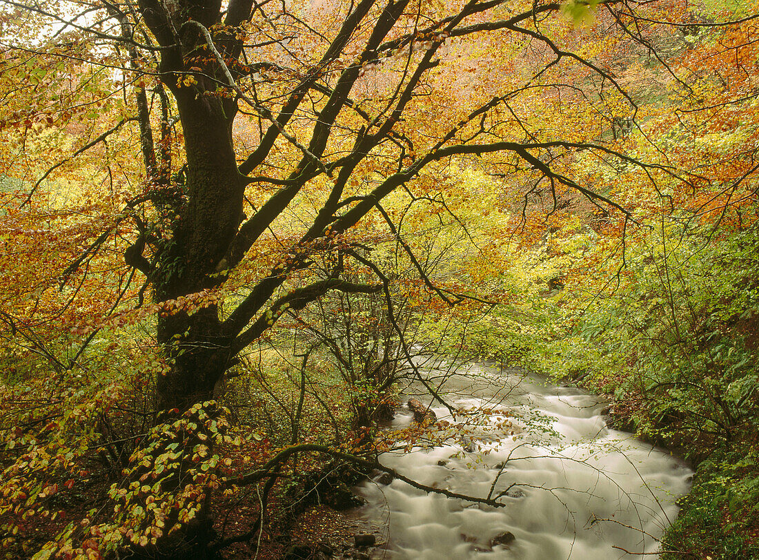 Beech trees and Narcea River. Hermo Monastery. Asturias, Spain