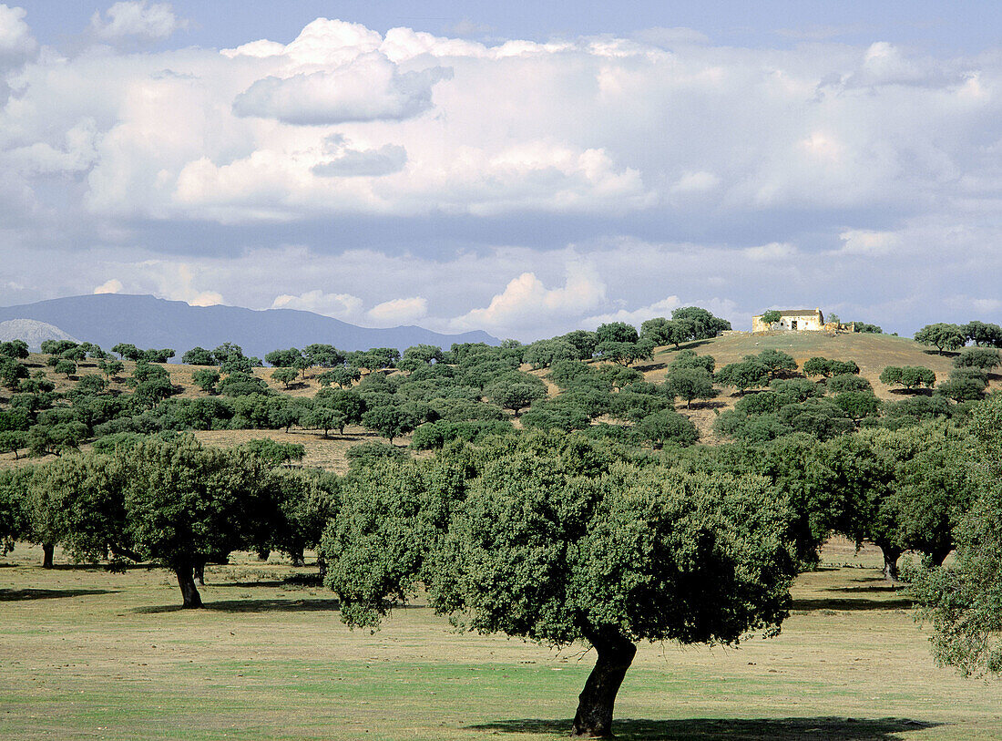Navalcán, Sierra de Gredos. Toledo province, Spain