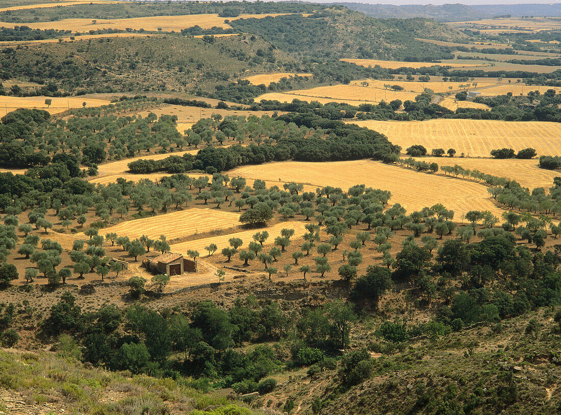 Olive trees and cereal fields, Guara mountain range. Huesca province, Spain