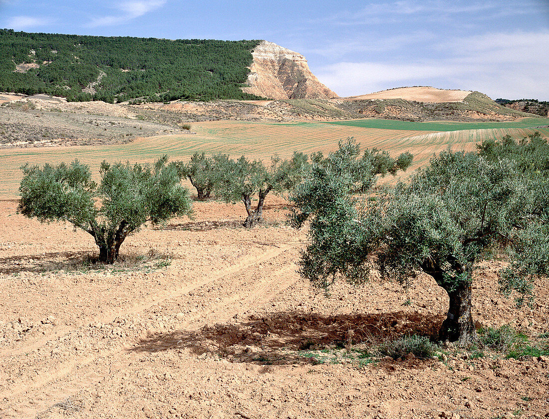 Olive trees. Guadalajara province, Spain