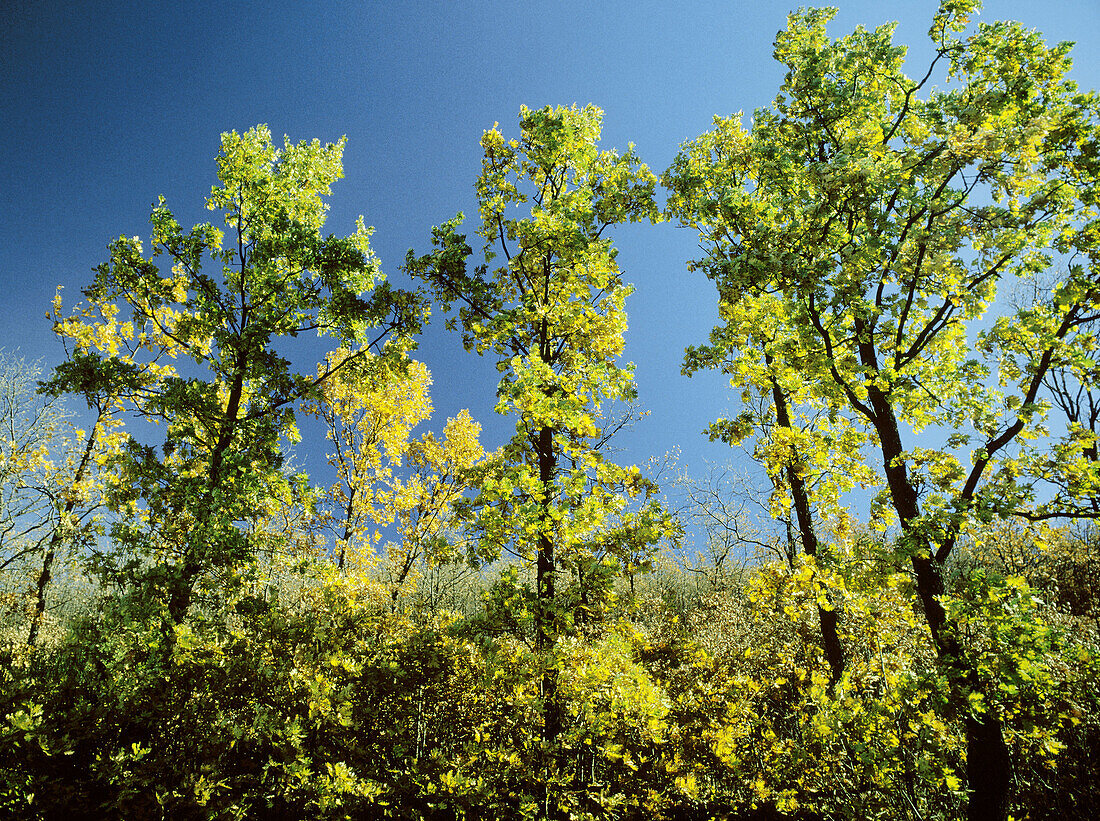 Pyrenean Oaks (Quercus pyrenaica). Madrid province, Spain