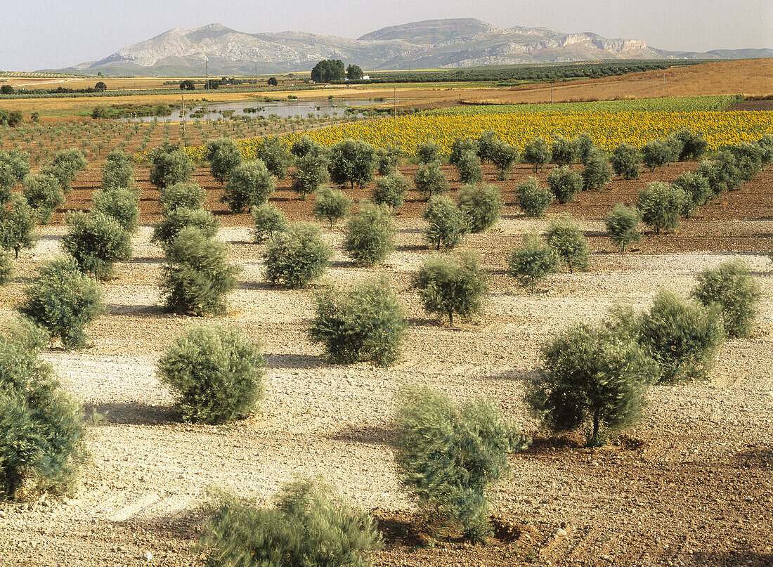Olive trees. Fuente de Piedra. Malaga province. Spain