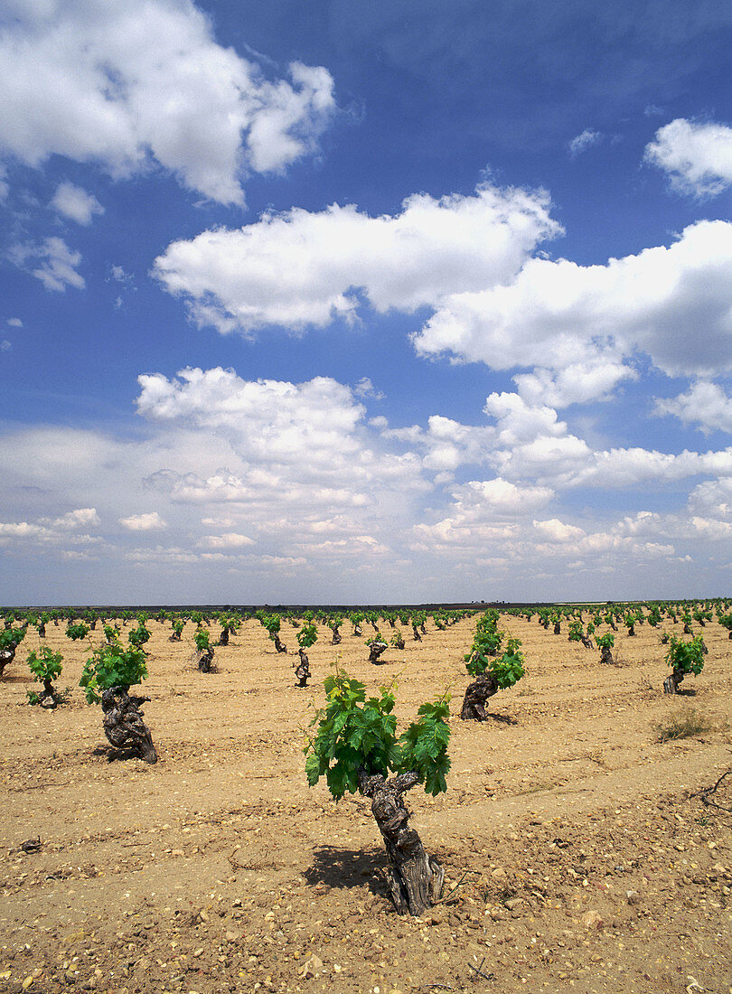 Vineyards in Villacañas. Toledo province. Castilla-La Mancha, Spain