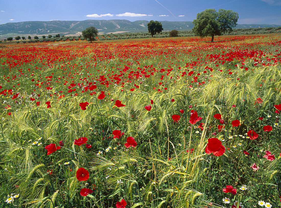 Barley and poppies in Los Yebenes. Toledo province. Castilla-la Mancha, Spain