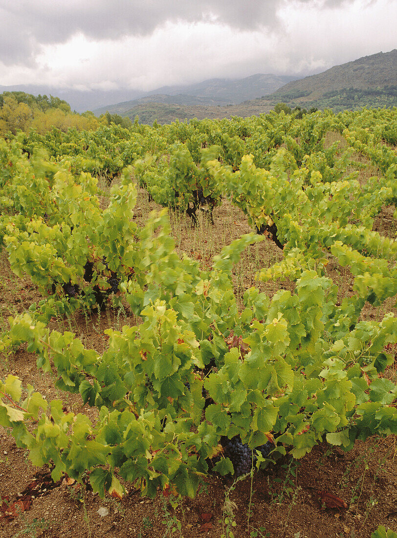 Vineyard in Navaluenga. Gredos Mountain Range. Avila province, Spain