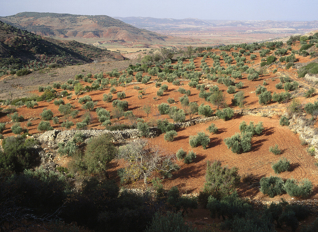 Olive tree (Olea europaea)