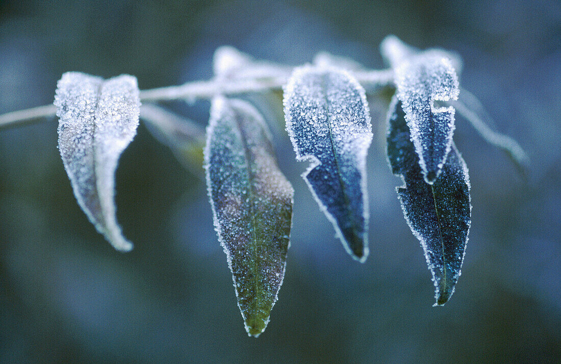 Privet (Ligustrum vulgare)