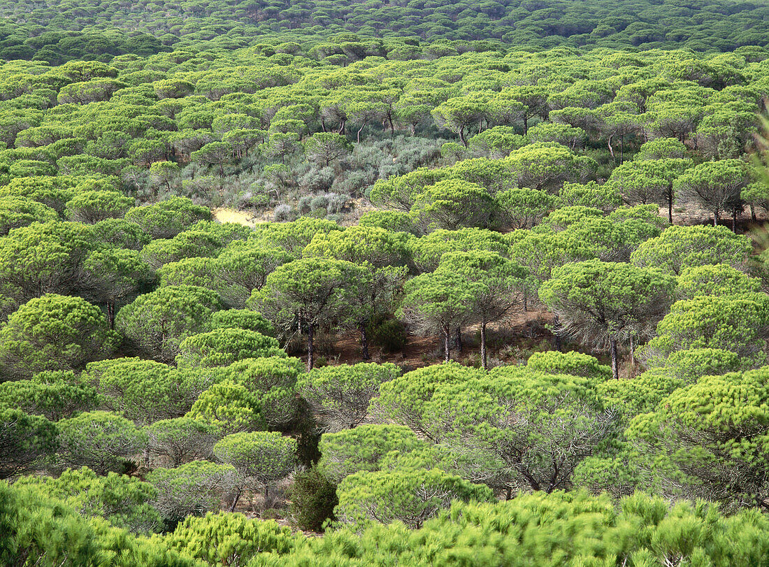 Umbrella pine (Pinus pinea)