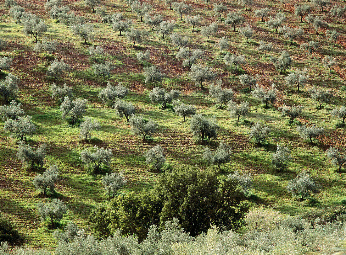 Olive trees in Rincon de Anchuras . Ciudad Real province. Castilla-La Mancha, Spain