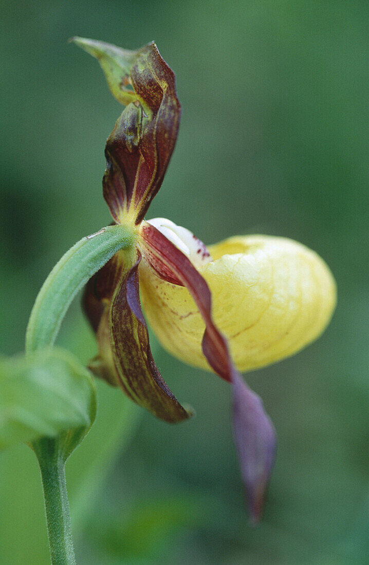 Yellow Lady s Slipper (Cypripedium calceolus)