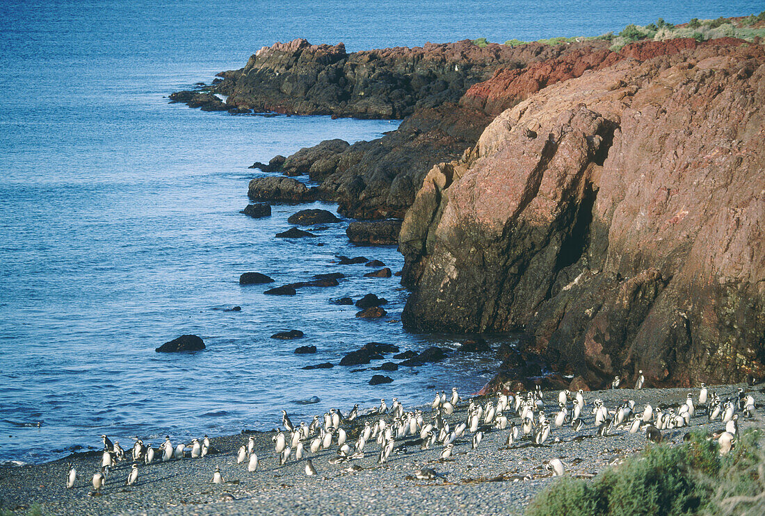 Magellanic Penguins (Spheniscus magellanicus). Patagonia, Argentina