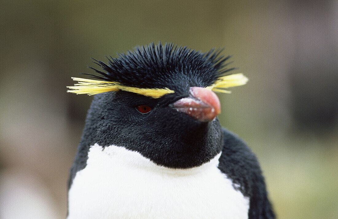 Rockhopper Penguin (Eudyptes crestatus)