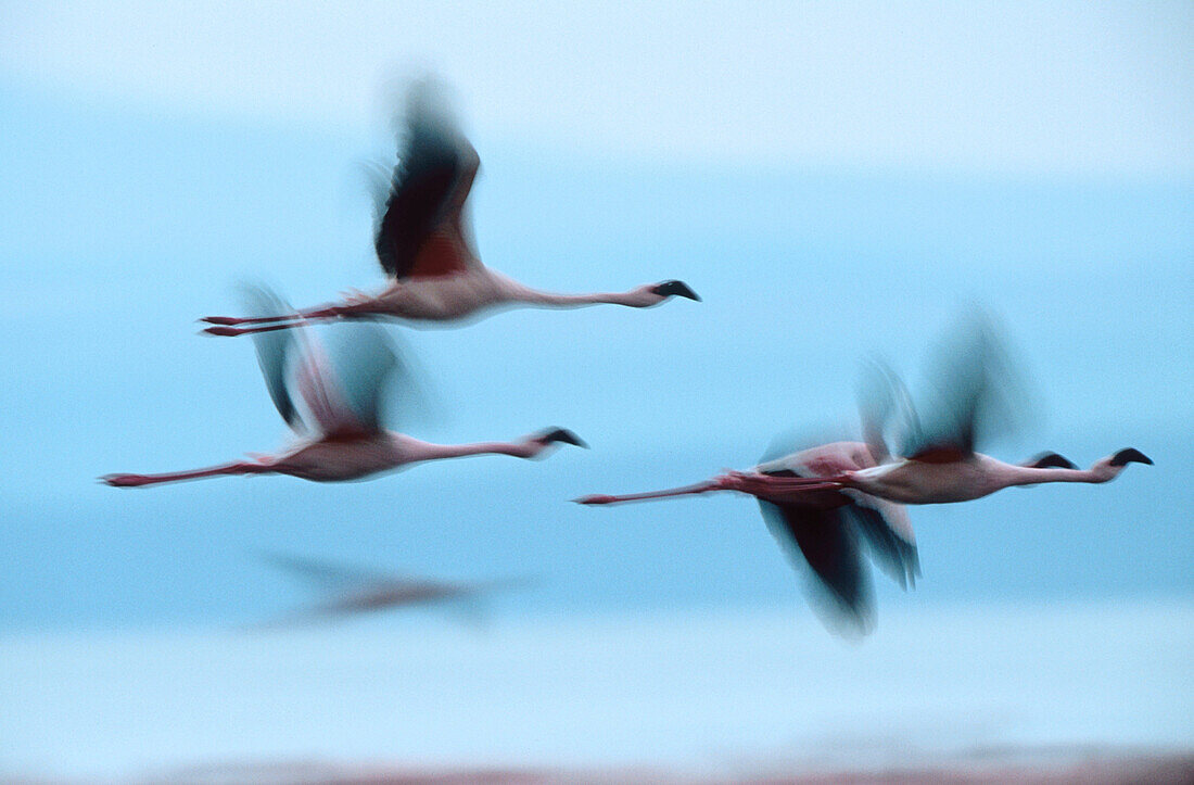 Lesser Flamingoes (Phoeniconaias minor). Nakuru Lake. Kenya