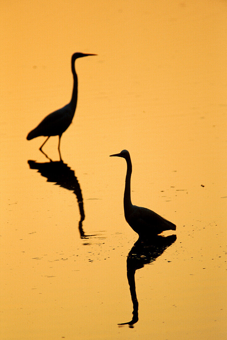 Great White Egrets (Egretta alba) at sunset. Ebro Delta. Tarragona province. Spain