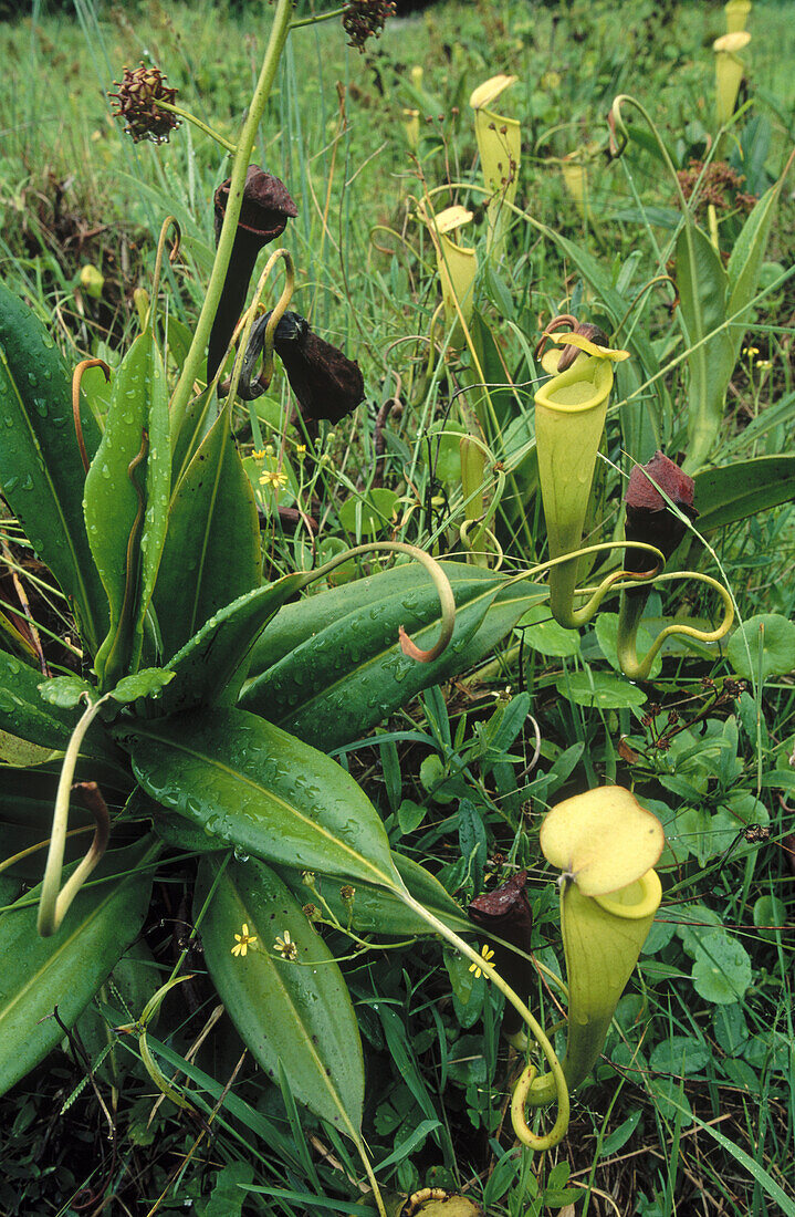 Pitcher plant (Nepenthes madagascariensis). Madagascar