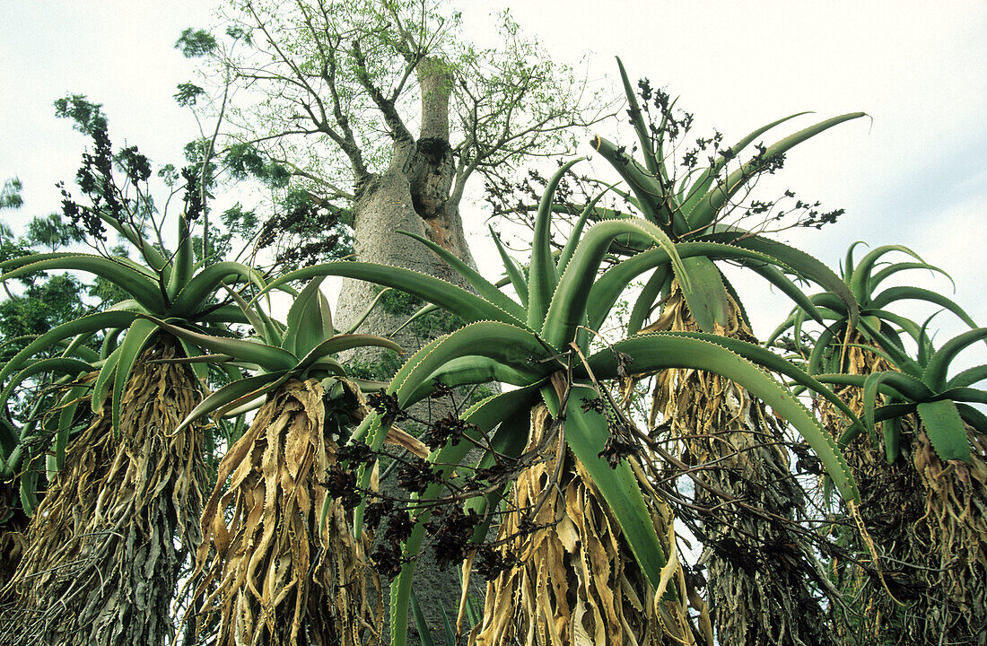 Baobab and Aloe (Aloe sp.). Madagascar