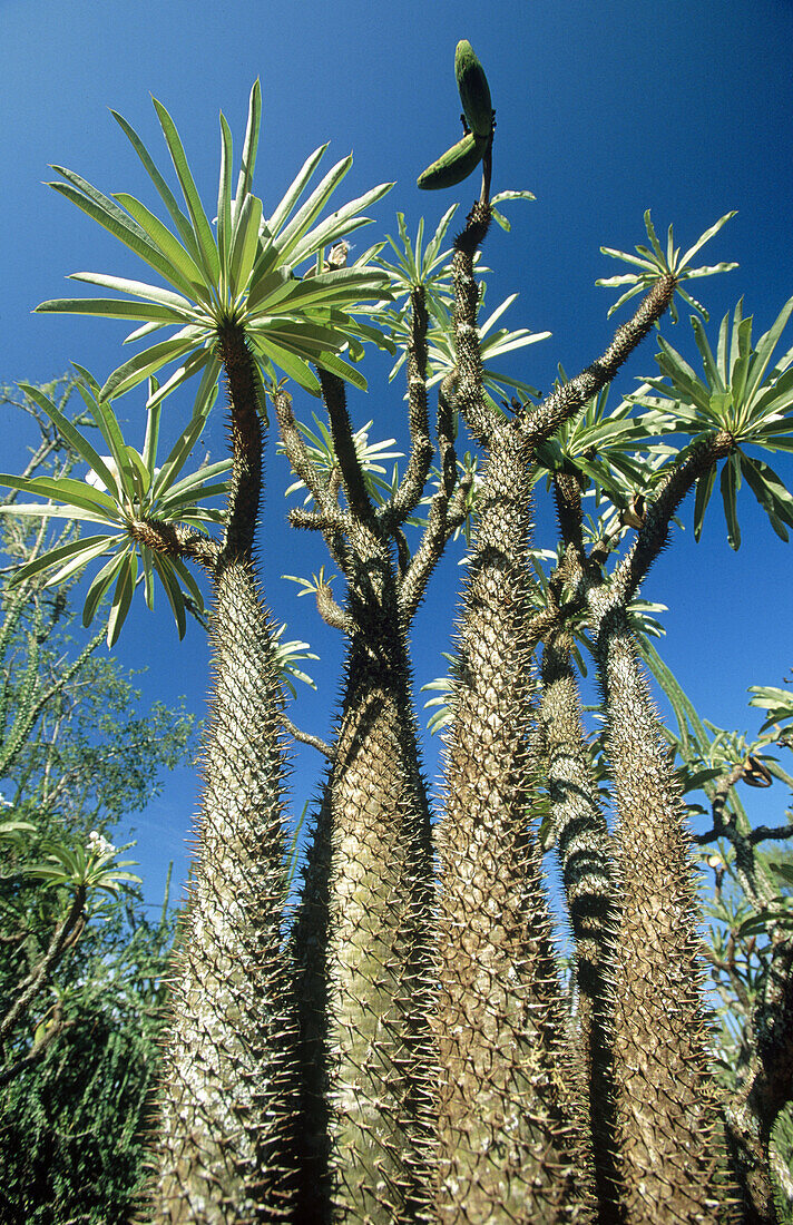 Pachypodi. Madagascar