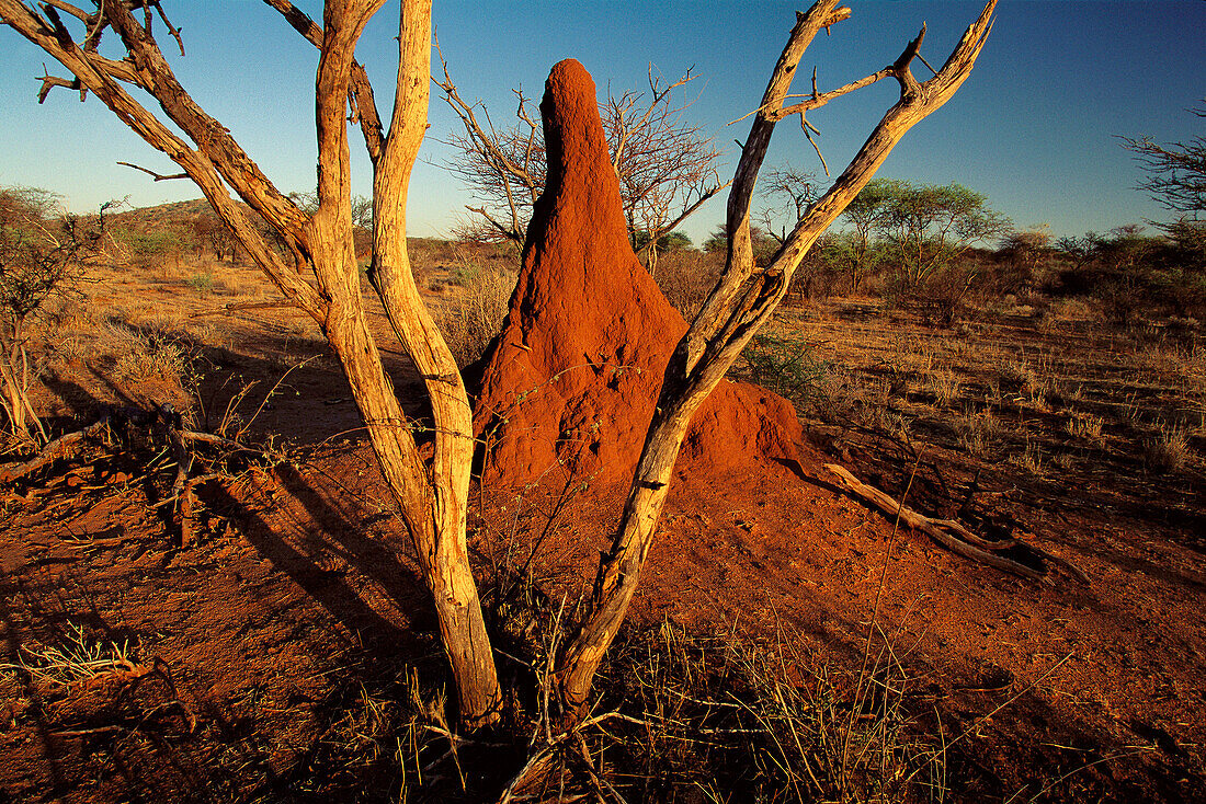 Termite s nest. Etosha National Park. Namibia