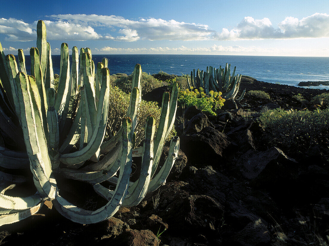 Caleta de Adeje. Tenerife. Canary Islands. Spain