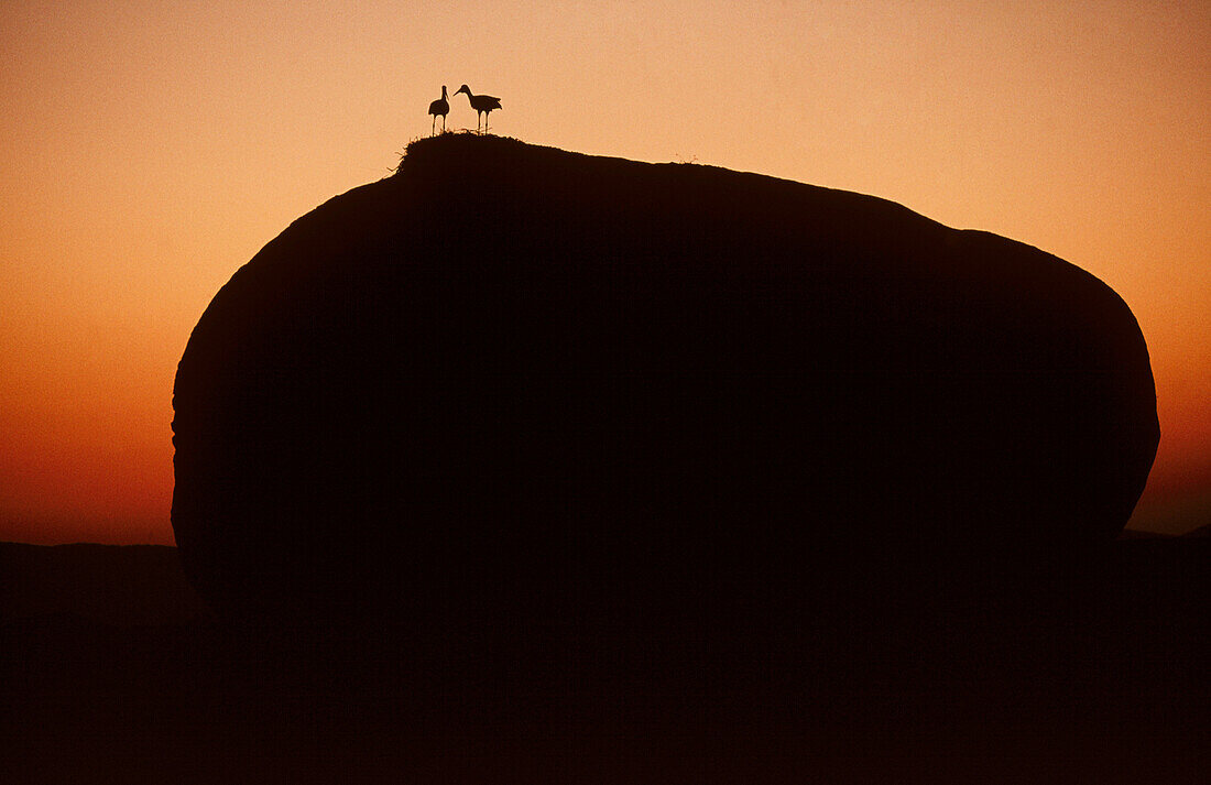 Storks at Los Barruecos. Cácere province. Spain