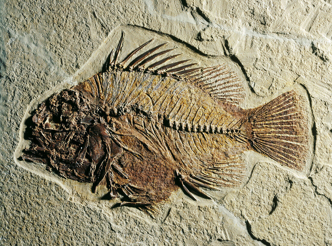 Fossil fish (Priscacara sp.). Eocene. Wyoming. USA