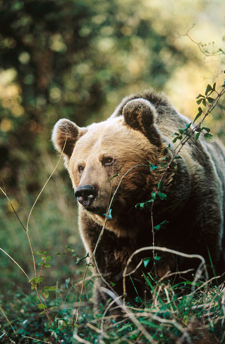 Oso Cantábrico or Brown Bear (Ursus arctos). Spain