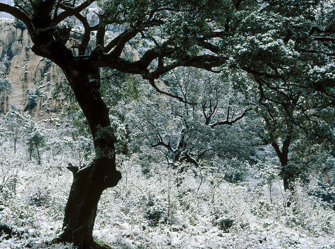 Holm oak wood in winter