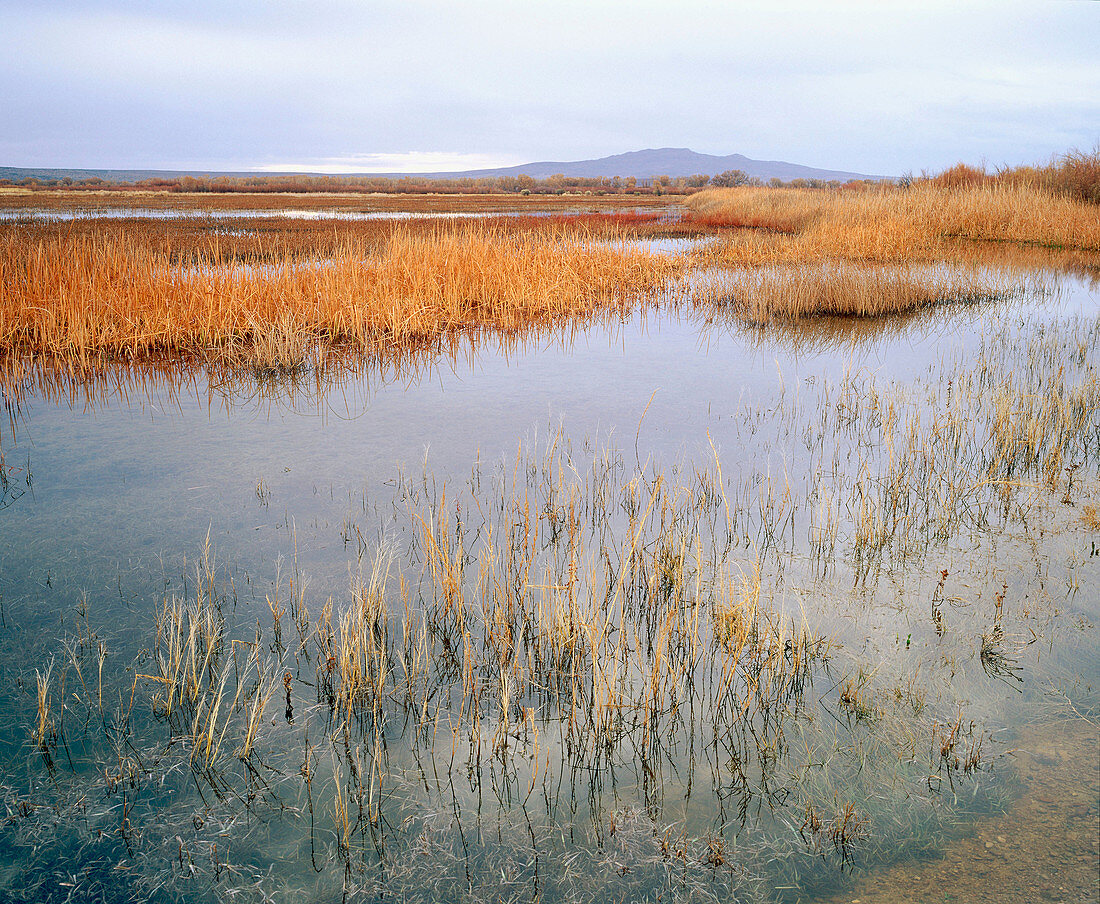 Bosque del Apache National Wildlife Refuge. New Mexico. USA