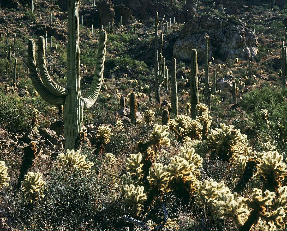 Saguaro and cholla cactus in Sonora desert. Arizona. USA